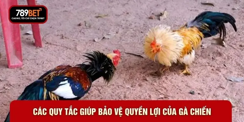Các quy tắc giúp bảo vệ quyền lợi của gà chiến