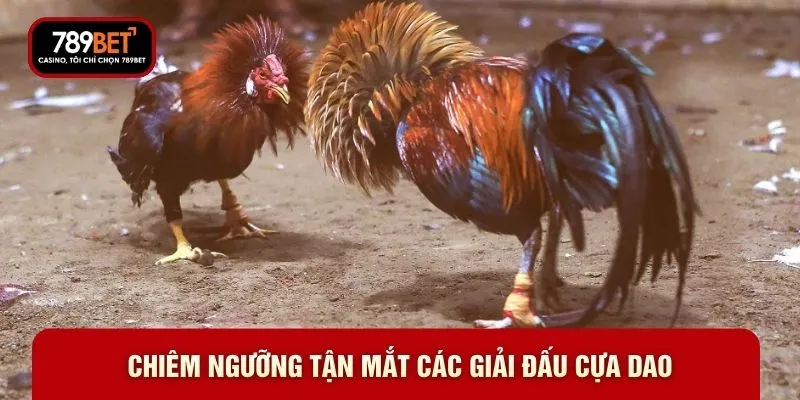 Chiêm ngưỡng tận mắt các giải đấu cựa dao
