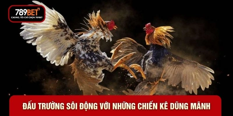 Đấu trường sôi động với những chiến kê dũng mãnh