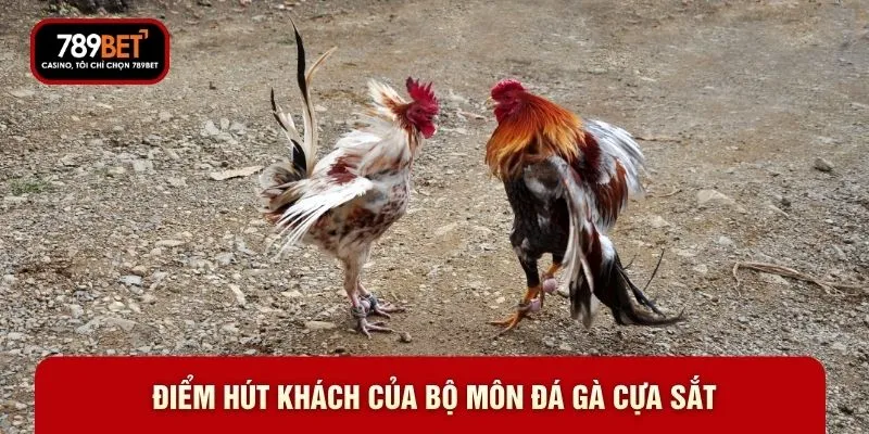 Điểm hút khách của bộ môn đá gà cựa sắt