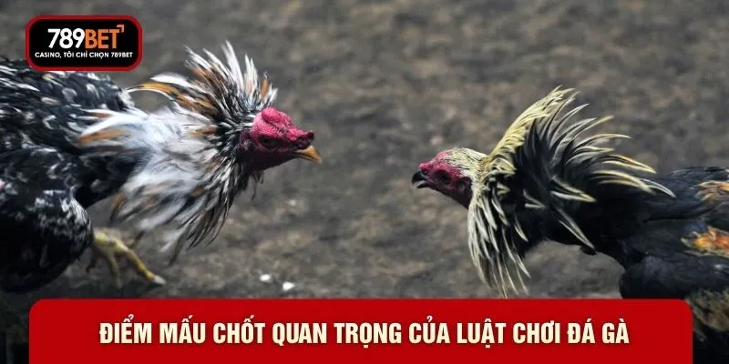 Điểm mấu chốt quan trọng của luật chơi đá gà