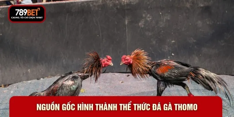 Nguồn gốc hình thành thể thức đá gà Thomo